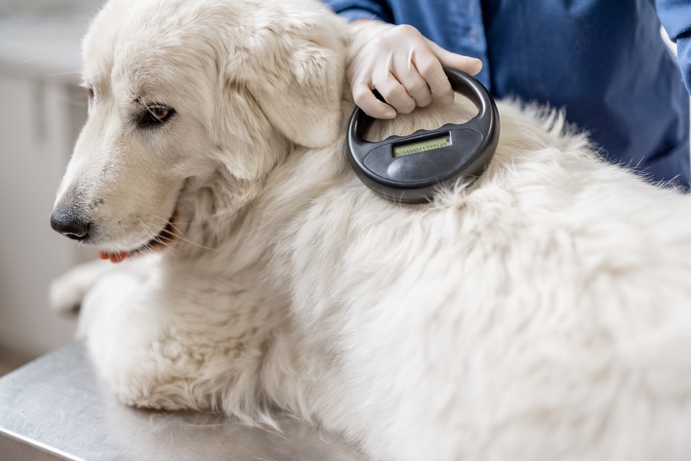 How Much Does It Cost to Microchip a Dog? Quartz Advisor